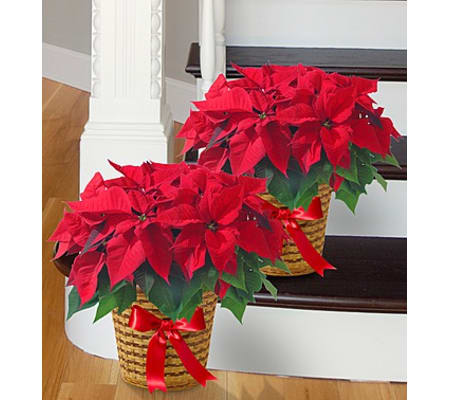 Poinsettia Package