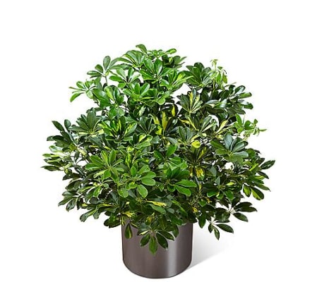 Schefflera Arboricola