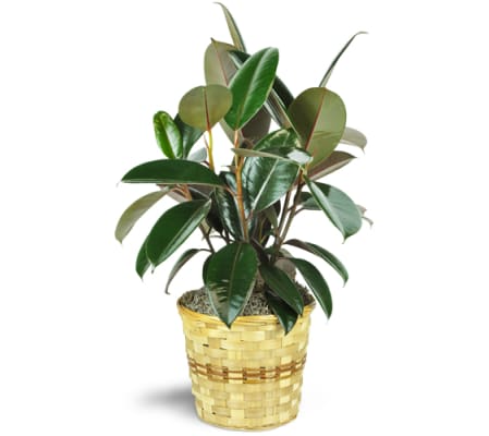 Rubber Plant
