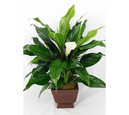 Plantastic! Peace Lily