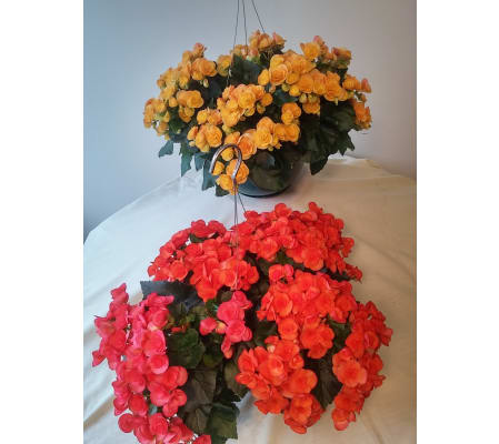 Reiger Begonia Hanging Basket