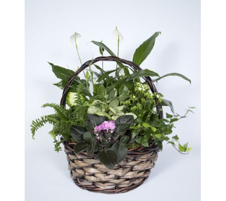 Glorious Plant Basket