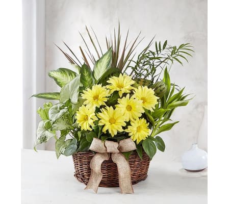 Dish Garden with Fresh Cut Flowers