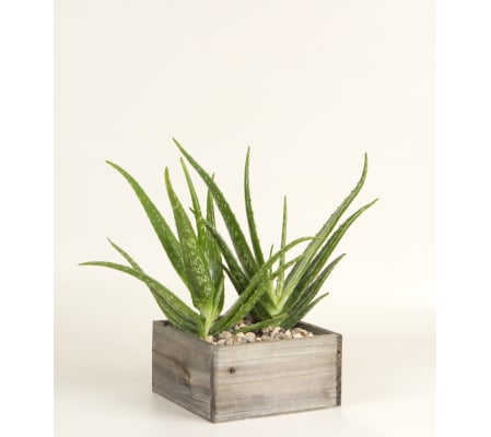 Decorative Aloe Plant