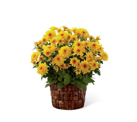 The FTD® Chrysanthemum