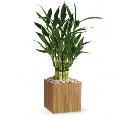 LUCKY BAMBOO DESIGN