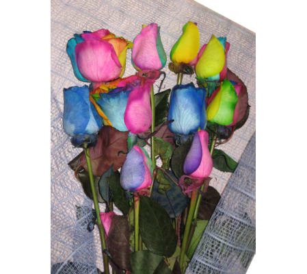 Beautiful Rainbow Roses