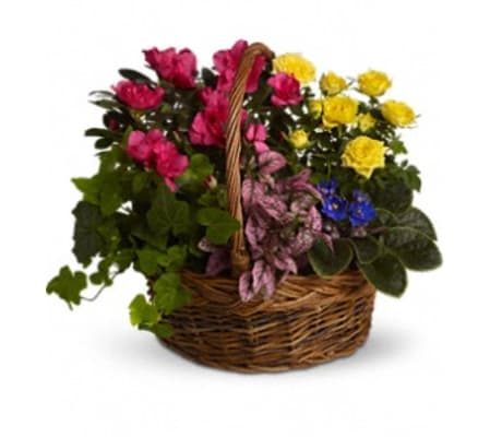 BLOOMING DISHGARDEN