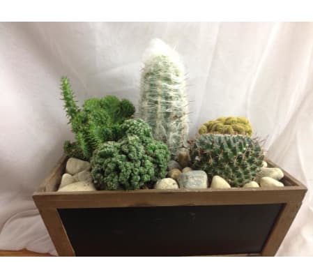 Custom Cactus Garden