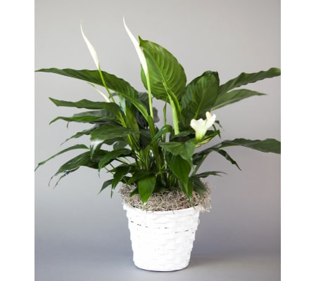 Sunny Side Gardens Peace Lily Basket