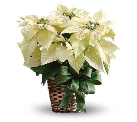 White Poinsettia