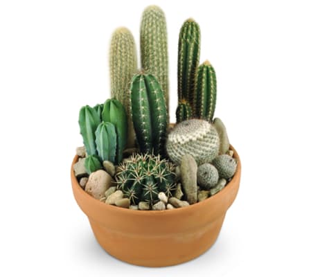 Cactus Garden