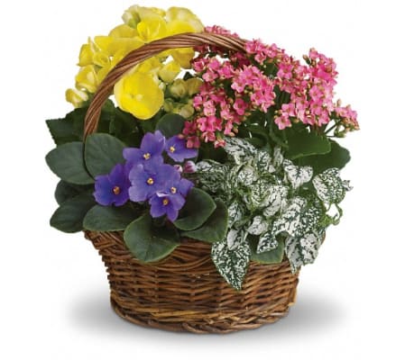 Spring Has Sprung Mixed Basket