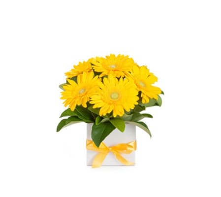 Yellow Gerbera Bouquet