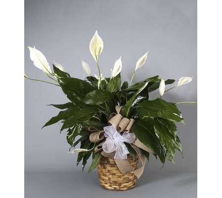 Country Arts Peace Lily