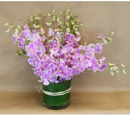 Orchid Daydream