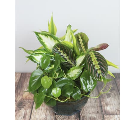 Rudy's Medium Size Dish Garden
