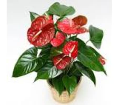Tropical Anthurium Plant