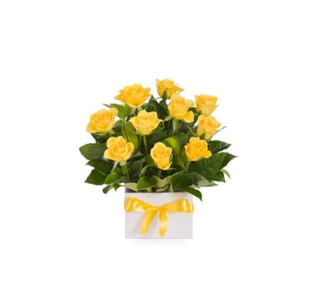the Yellow Dupree Roses