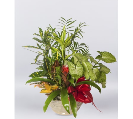 Indoor Plant Garden