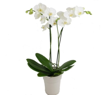 White orchid plant