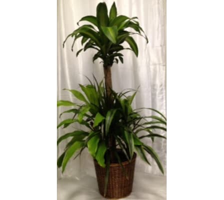 DRACAENA/CORN PLANT