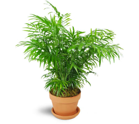 Petite Palm Plant
