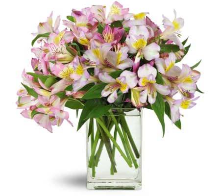 Lively Lilies™
