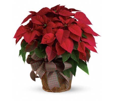 Large Red Poinsettia
