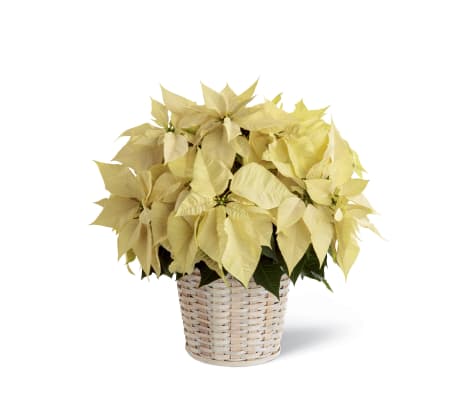 The FTD® White Poinsettia Basket (Large)