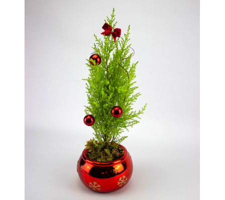 Christmas Cypress Tree