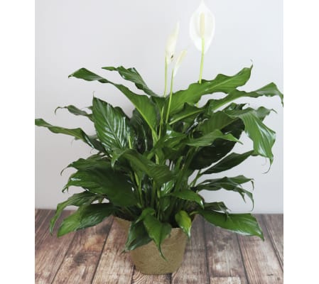 Rudy's Peace Lily Planter