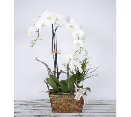 Orchid Garden