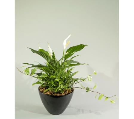 Peace Lily Dream