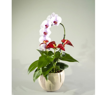 Orchid Dance