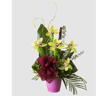 Orchid's Delight