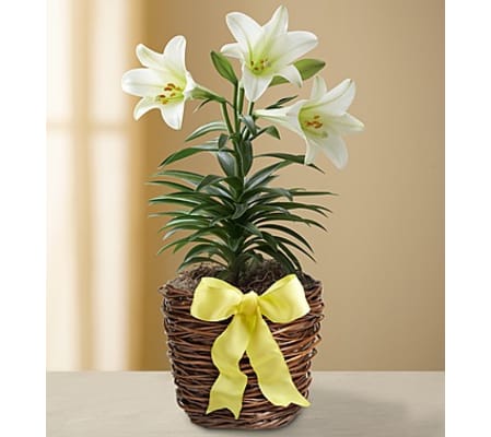 Easter Sentiments™ Lily Plant