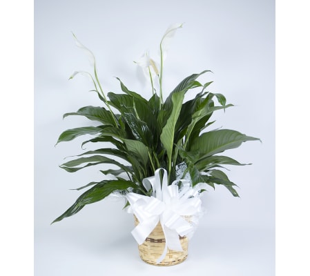 Moreno Valley Peace Lily