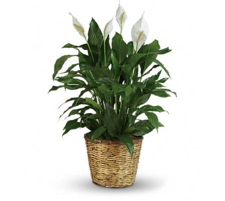 Simply Elegant Spathiphyllum - Large