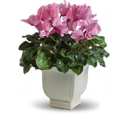 Potted Cyclamen Plant