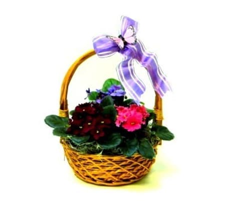 My Favorite Violets
