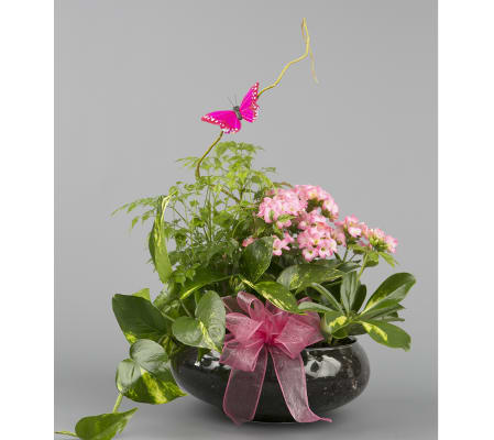 Pink Dishgarden