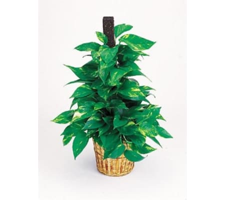 Pothos Pole Plant