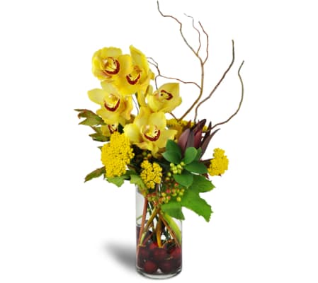 Orchid Symphony™