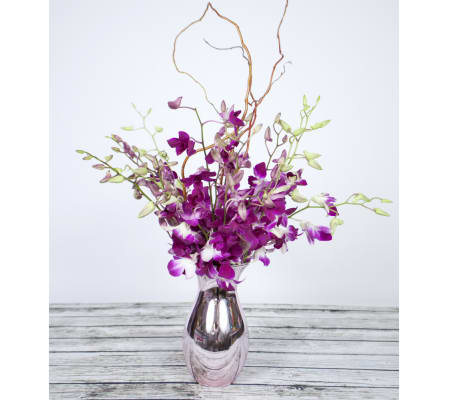 Orchid Daydream