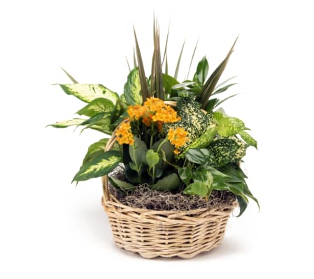 Plant One On Me - Basket