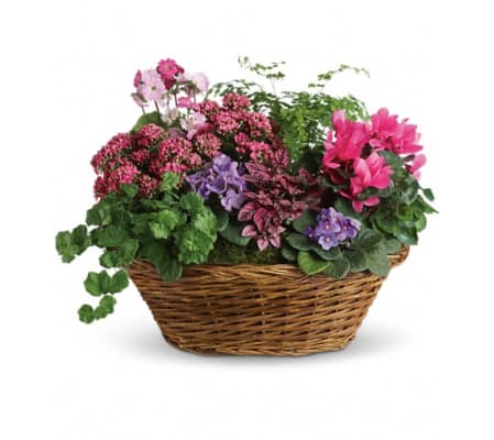Simply Chic Mixed Plant Basket