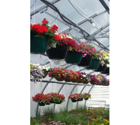 Assorted Hanging Baskets