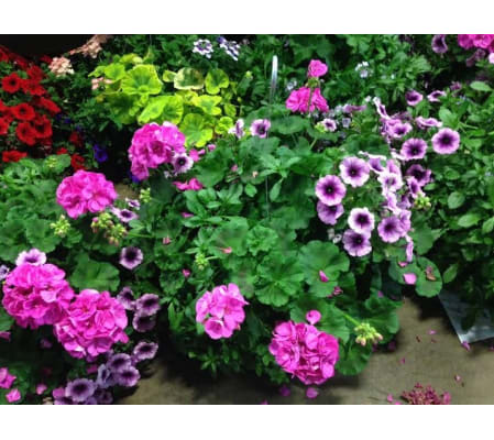 FLOWERING PLANTS