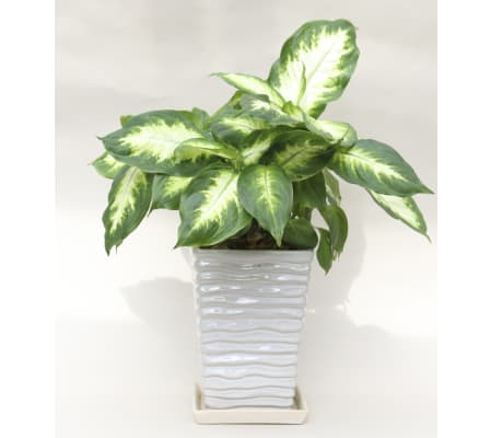 Dieffenbachia Planter